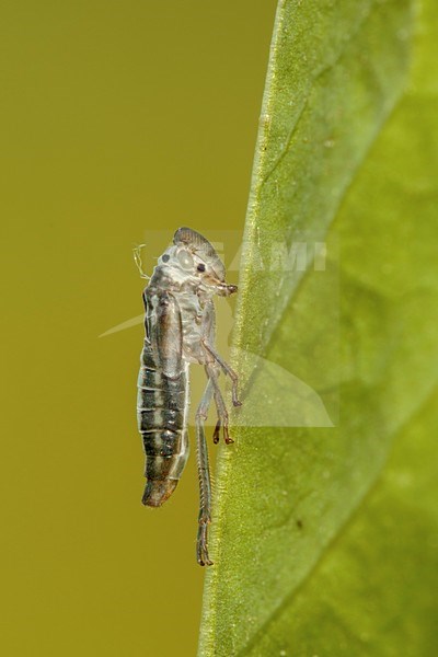 Achtergebleven huidje van een Groene cicade; remaning skin from an emerged Green leafhopper; stock-image by Agami/Walter Soestbergen,