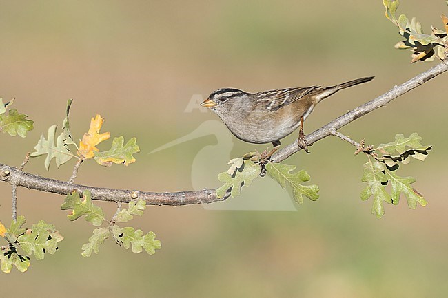 Adult
Santa Barbara Co., CA
November 2021 stock-image by Agami/Brian E Small,