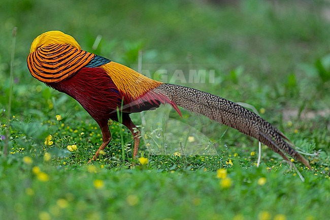 Displaying Golden Pheasant (Chrysolophus pictus) in Tangjiahe National Nature Reserve stock-image by Agami/Mathias Putze,