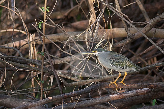 Adult Little Heron (Butorides atricapilla atricapilla) perched on dead wood in Botswana. stock-image by Agami/Ralph Martin,