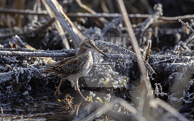 Jack Snipe (Lymnocryptes minimus) actively feeding in small creek at Roskilde, Denmark stock-image by Agami/Helge Sorensen,