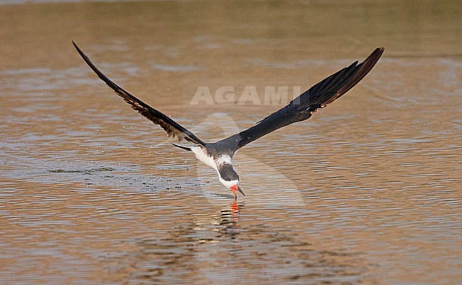 Amerikaanse Schaarbek, Black Skimmer, Rynchops niger stock-image by Agami/Marc Guyt,