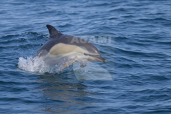 Common dolphin (Delphinus delphis) jumping, with the sea as background. stock-image by Agami/Sylvain Reyt,