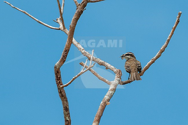A streaked flycatcher, Myiodynastes maculatus, perching in a tree. Osa Peninsula, Costa Rica. stock-image by Agami/Sergio Pitamitz,