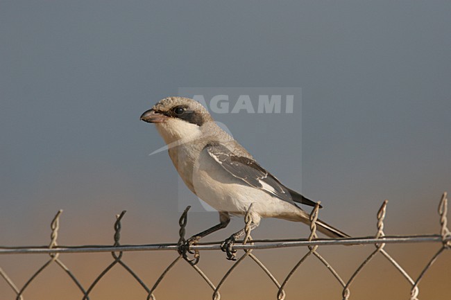 Kleine Klapekster op de uitkijk; Lesser Grey Shrike perched on lookout stock-image by Agami/Chris van Rijswijk,