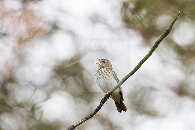 Boompieper, Tree Pipit, Anthus trivialis male singing on pine forest of National Park Hoge Veluwe on summer morning stock-image by Agami/Menno van Duijn,