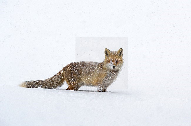 Red fox in the snow, Vos in de sneeuw stock-image by Agami/Alain Ghignone,