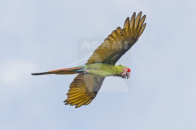 Military Macaw, Ara militaris, in Western Mexico. stock-image by Agami/Pete Morris,