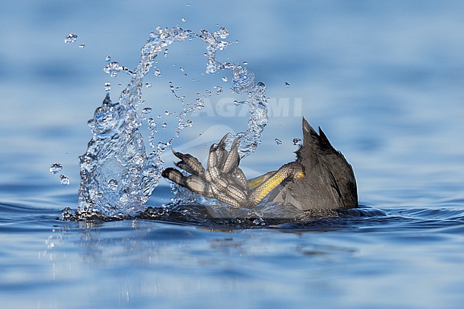 Eurasian Coot (Fulica atra), adult diving in the water, Lazio, Italy stock-image by Agami/Saverio Gatto,