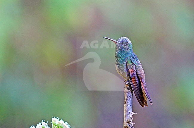 Berylline Hummingbird (Amazilia beryllina) in Mexico. Perched on a twig. stock-image by Agami/Pete Morris,