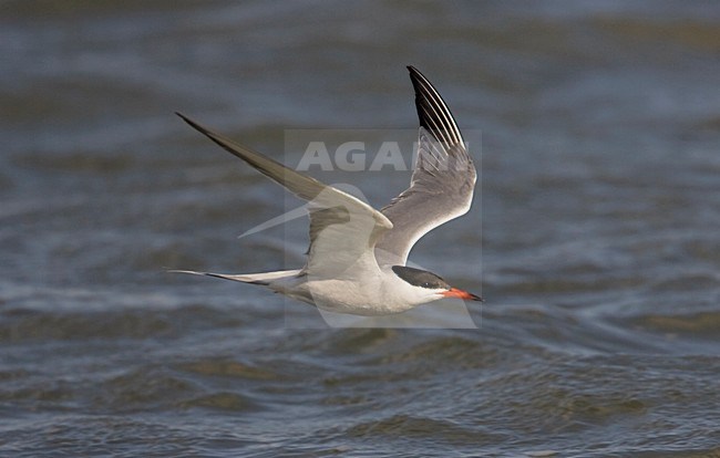 Vliegende Visdief; Flying Common tern stock-image by Agami/Arie Ouwerkerk,