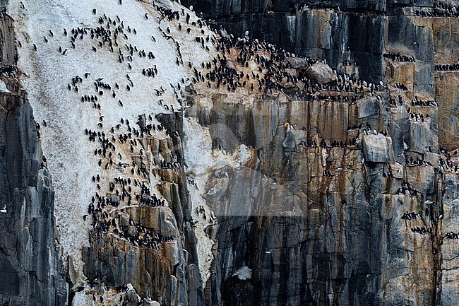 Alkefjellet cliffs full of breeding Brunnich's guillemots, Uria lomvia. Nordaustlandet, Svalbard, Norway stock-image by Agami/Sergio Pitamitz,