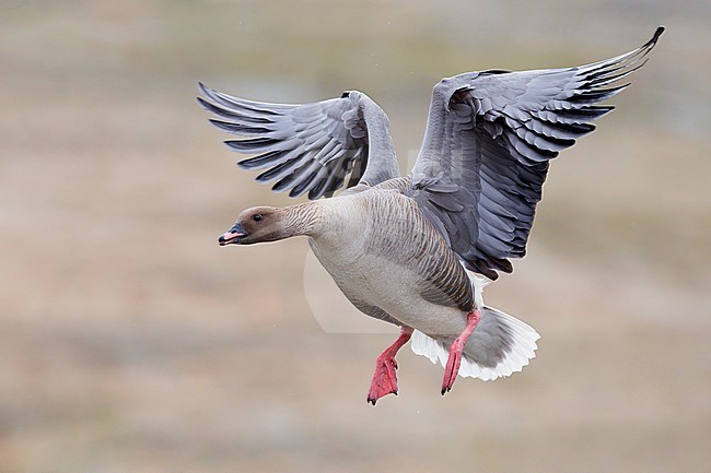 Pink-footed Goose (Anser brachyrhynchus), adult male in flight, Northwestern Region, Iceland stock-image by Agami/Saverio Gatto,