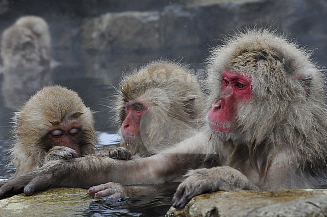  stock-image by Agami/Hans Germeraad,