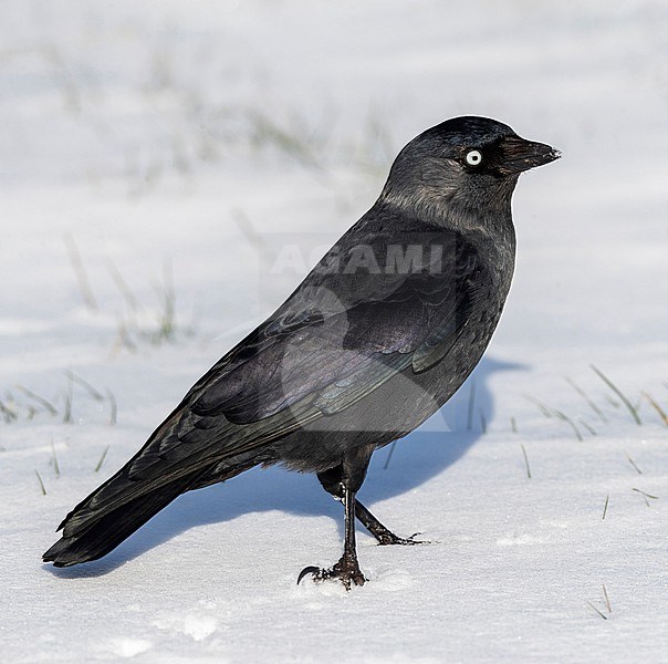 Western Jackdaw (Coloeus monedula spermologus) during winter in Katwijk, Netherlands. stock-image by Agami/Marc Guyt,