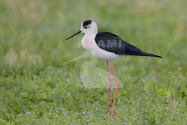 Adult mannetje Steltkluut; Adult male Black-winged Stilt stock-image by Agami/Daniele Occhiato,