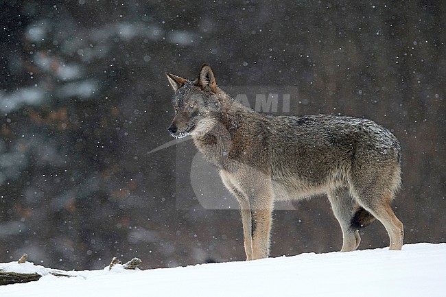 Wild European Wolf (Canis lupus) in snow covered Polen. stock-image by Agami/Han Bouwmeester,
