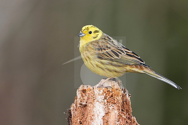 Adult male Yellowhammer (Emberiza citrinella ssp. citrinella), Germany, stock-image by Agami/Ralph Martin,