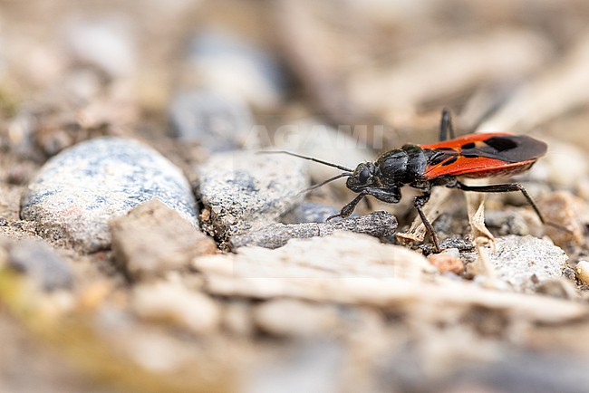 Peirates hybridus, Germany (Baden-Württemberg), imago stock-image by Agami/Ralph Martin,