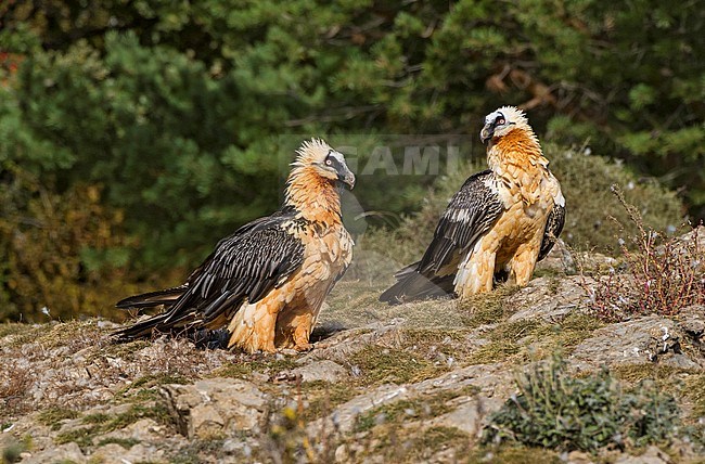 Bearded Vulture perched, Lammergier zittend stock-image by Agami/Alain Ghignone,