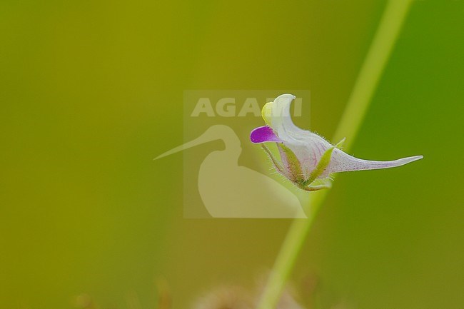 Spiesleeuwenbek, Sharped-leaved Fluellen stock-image by Agami/Wil Leurs,