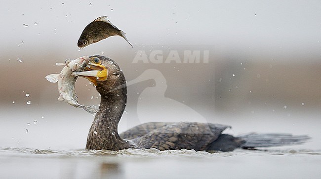 Cormorant (Phalacrocorax carbo) Hungary January 2014
Double catch stock-image by Agami/Markus Varesvuo,