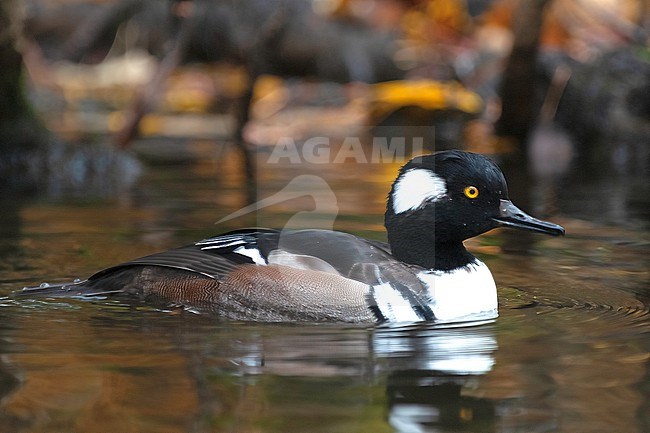 Hooded Merganser (Lophodytes cucullatus), side view of a male swimming. Probably an escapee in Finland. stock-image by Agami/Kari Eischer,