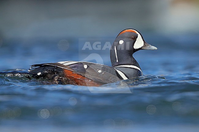 Harlequin Duck (Histrionicus histrionicus), adult male swimming in a river stock-image by Agami/Saverio Gatto,