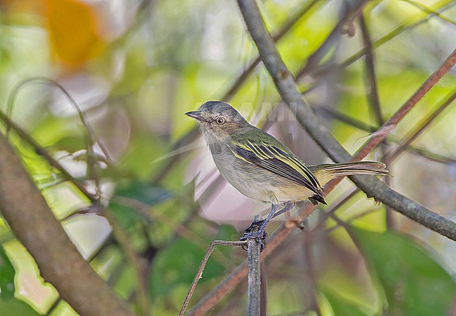 Mistletoe Tyrannulet (Zimmerius parvus) in Panama. stock-image by Agami/Pete Morris,