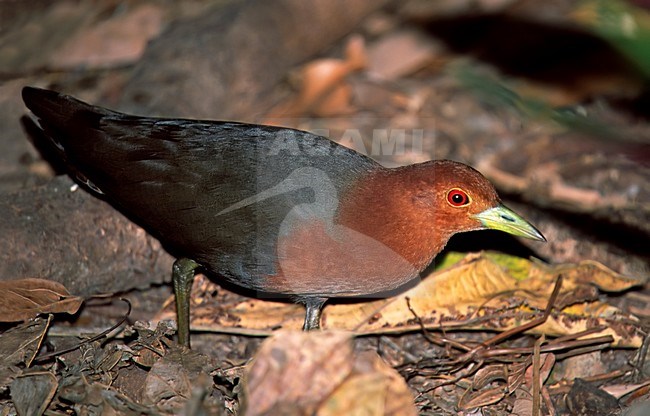 Driekleurige Ral voedsel zoekend Australie, Red-necked Crake looking for food Australia stock-image by Agami/Wil Leurs,