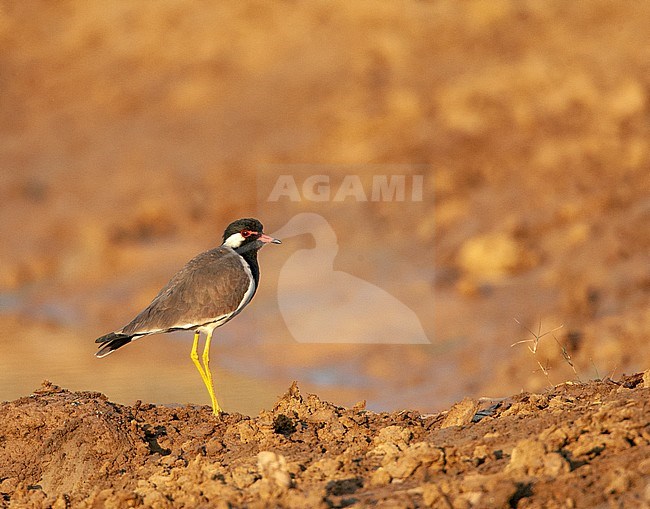 Adult Red-wattled Lapwing (Vanellus indicus) standing on sandy ridge in the late evening. stock-image by Agami/Marc Guyt,
