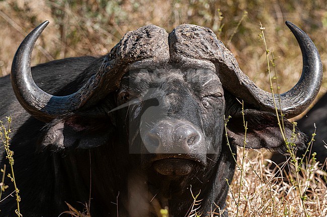 Close up portrait of a male African buffalo, Syncerus caffer. Mala Mala Game Reserve, South Africa. stock-image by Agami/Sergio Pitamitz,