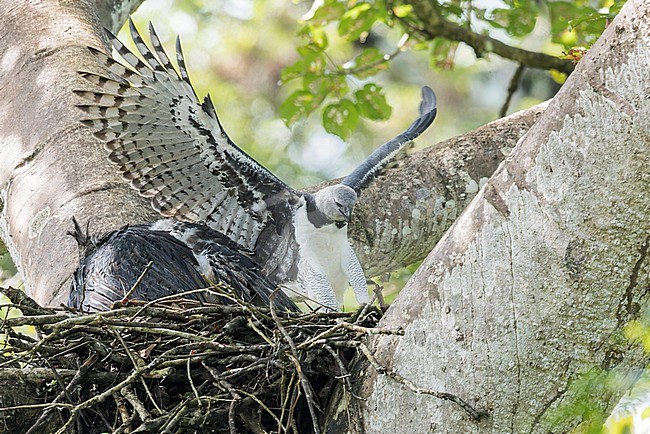 Harpy Eagle (Harpia harpyja) perched on a branch at its nest site  in Panama. stock-image by Agami/Glenn Bartley,