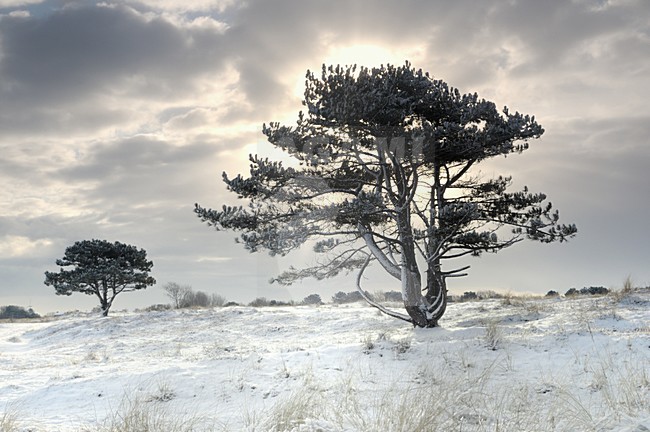 Grafelijkheidsduinen in de sneeuw;  Dunes with snow stock-image by Agami/Rob Riemer,