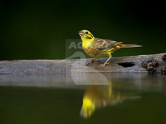 manual updated stock-image by Agami/Marc Guyt,