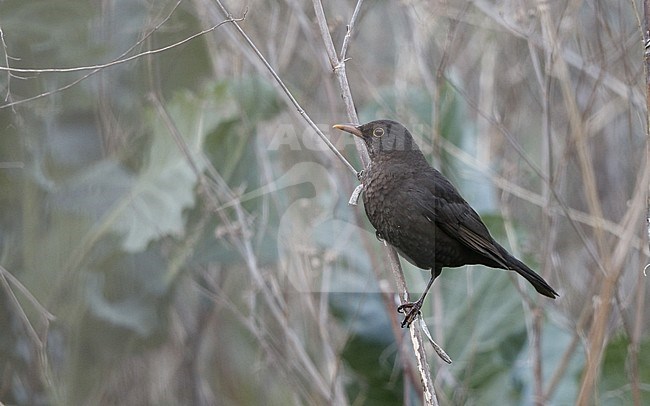 Common Blackbird (Turdus merula cabrerae) female perched on a branch at Tenerife, Canary Islands, Spain stock-image by Agami/Helge Sorensen,