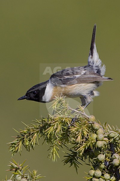 European Stonechat male aggitated; Roodborsttapuit man opgewonden stock-image by Agami/Daniele Occhiato,