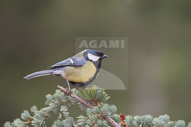 Great Tit - Kohlmeise - Parus major ssp. excelsus, Morocco, adult male stock-image by Agami/Ralph Martin,