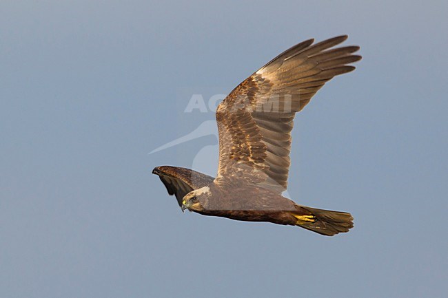 Bruine Kiekendief;  Marsh Harrier stock-image by Agami/Daniele Occhiato,