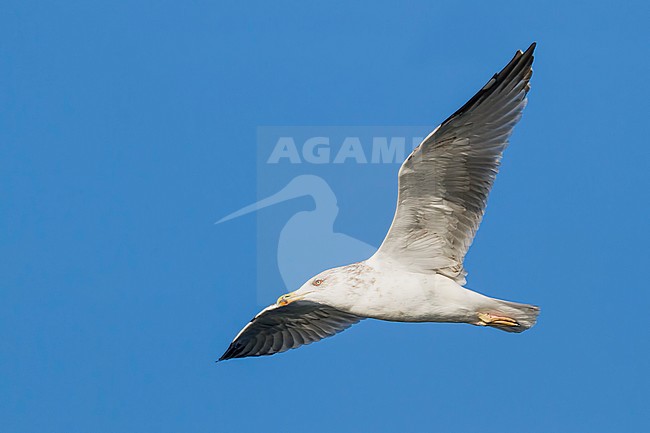 Yellow-legged Gull - MIttelmeermöwe - Larus michahellis ssp. michahellis, Germany, 3rd S stock-image by Agami/Ralph Martin,