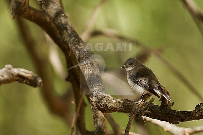 Semicollared Flycatcher - Halbringschnäpper - Ficedula semitorquata, Oman, 2nd cy stock-image by Agami/Ralph Martin,