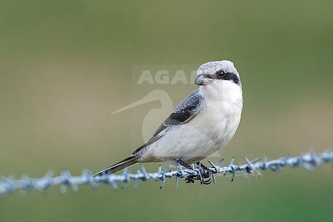 Immature Lesser Grey Shrike (Lanius minor) perched in a field in Othée, Belgium. stock-image by Agami/Vincent Legrand,