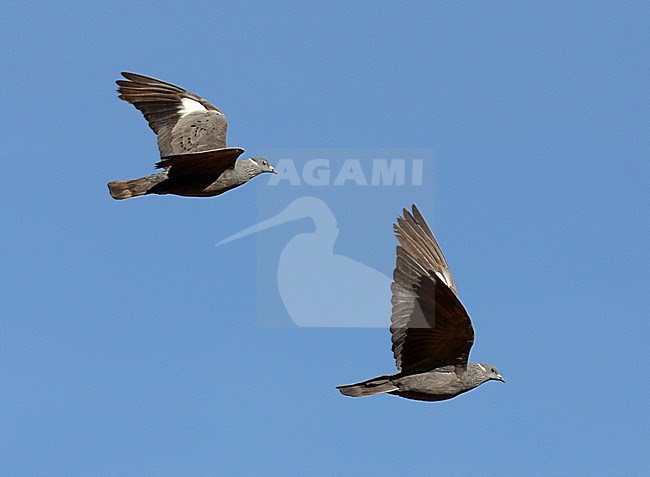 Witkraagduif, White-collared Pigeon, Columba albitorques stock-image by Agami/Laurens Steijn,