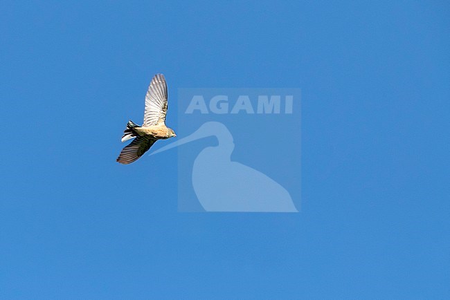Adult Ortolan Bunting (Emberiza hortulana) in flight in Bulgaria. stock-image by Agami/Marc Guyt,