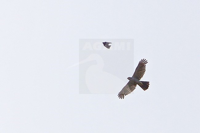 Henst's goshawk (Accipiter henstii) on Madagascar. stock-image by Agami/Dubi Shapiro,
