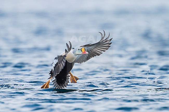 King Eider - Prachteiderente - Somateria spectabilis, Norway, adult male stock-image by Agami/Ralph Martin,