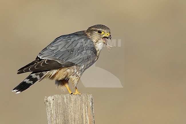 Adult male American Merlin (Falco columbarius columbarius) wintering in Riverside County, California, in November. Perched on a dead branch against a brown background. stock-image by Agami/Brian E Small,