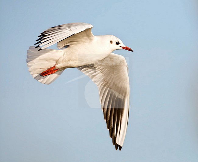 Winterkleed Kokmeeuw in vlucht; Winter plumage Black-headed Gull in flight stock-image by Agami/Marc Guyt,