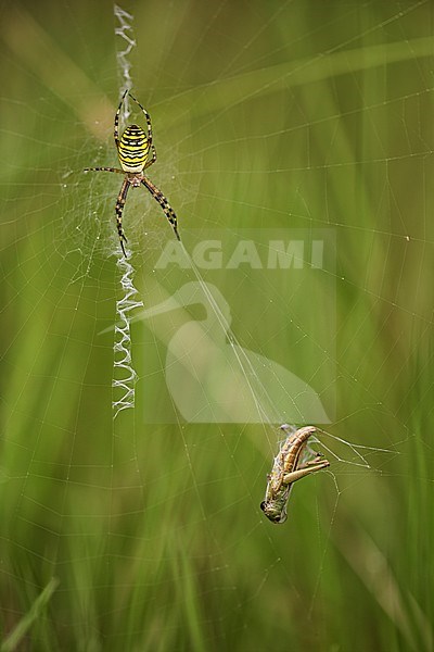 Wespenspin; Wasp Spider stock-image by Agami/Rob Olivier,