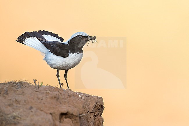 Finsch's Wheatear (Oenanthe finschii barnesi) Tajikistan, adult male perched with food on a rock stock-image by Agami/Ralph Martin,